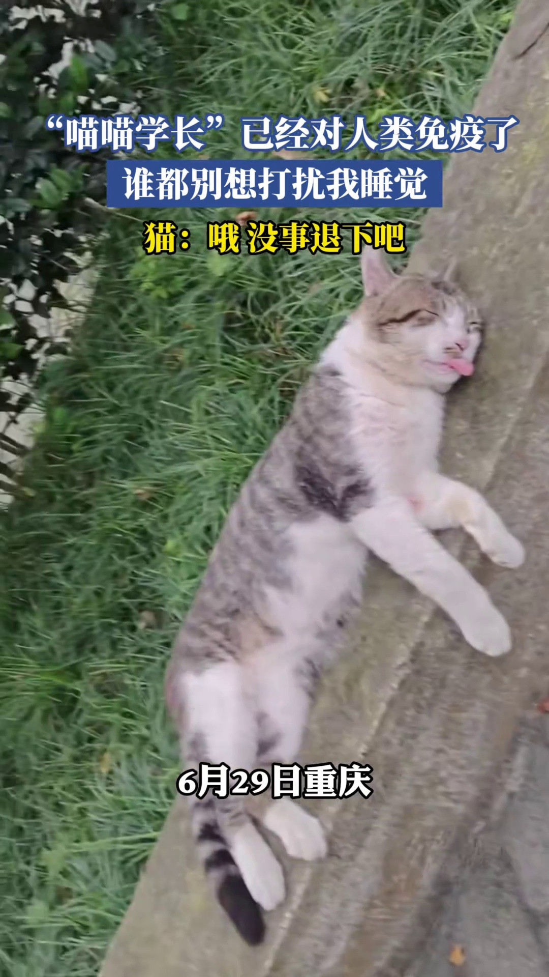 “喵喵学长”已经对人类免疫了，谁都别想打扰我睡觉，猫：哦没事退下吧