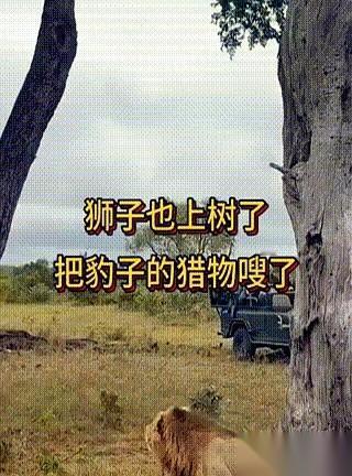 笑死我了。百兽之王，万兽之王，平时走路带风，吼一嗓子山都得抖三抖。结果呢？