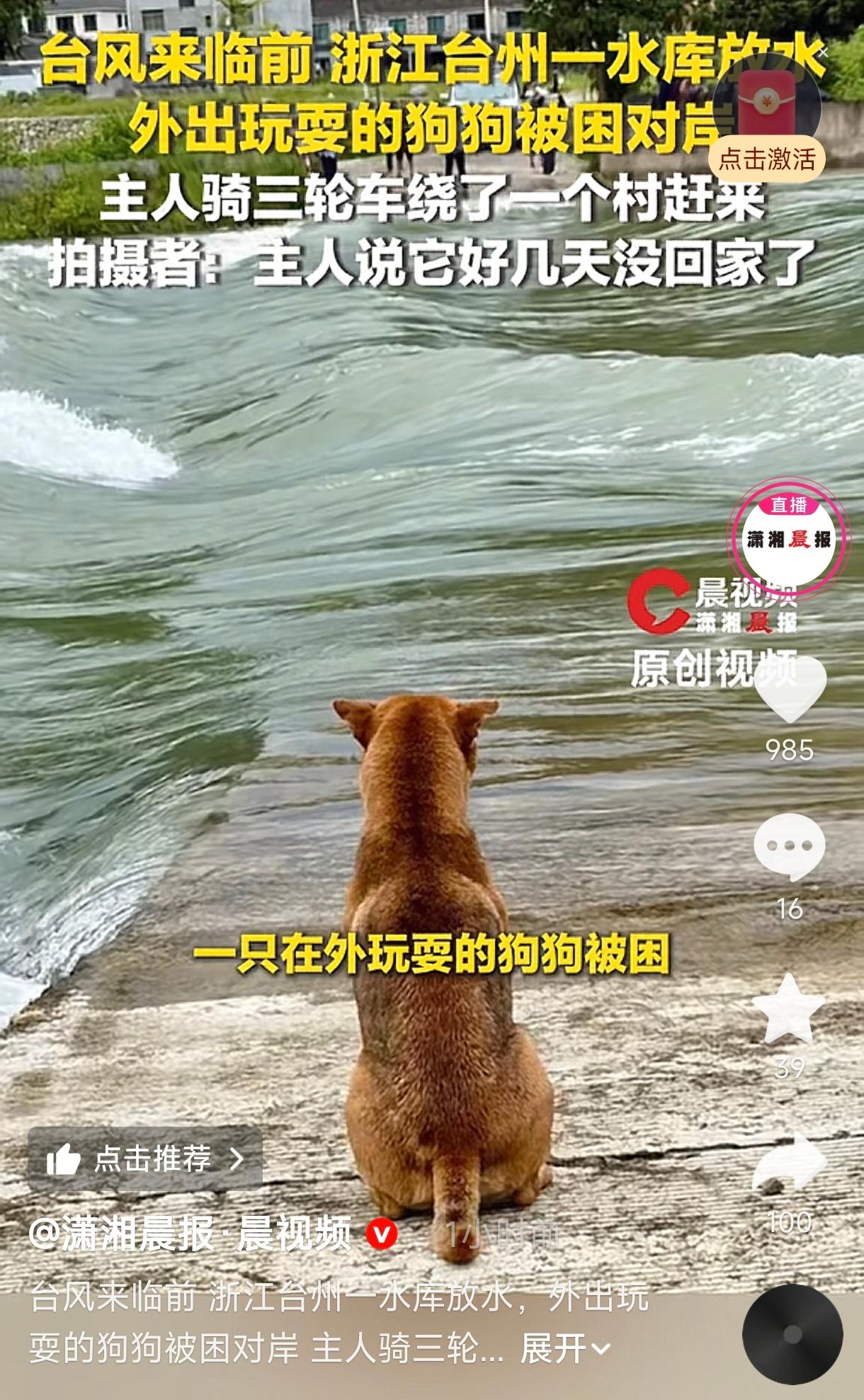 浙江台州，一水库提前开闸放水预泄洪。就在这时，一只在外玩耍的狗狗被困在了对岸——