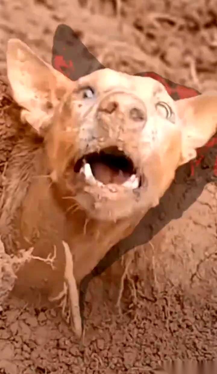 一脚踩空，底下全是削尖的竹子。就差三米。缉毒警犬“黑锋”突然死活不走了，训导员