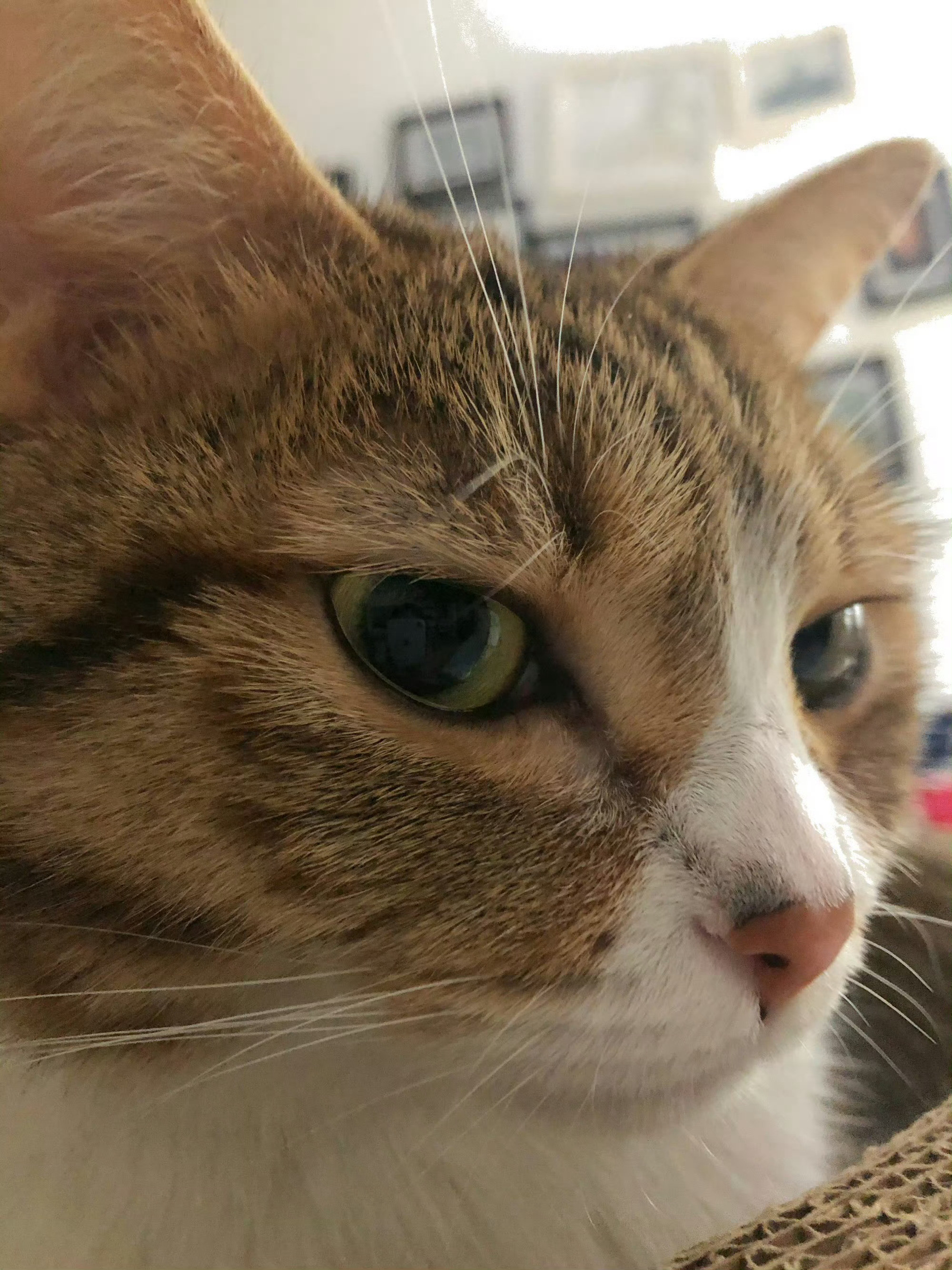 猫知道你在想什么​​​