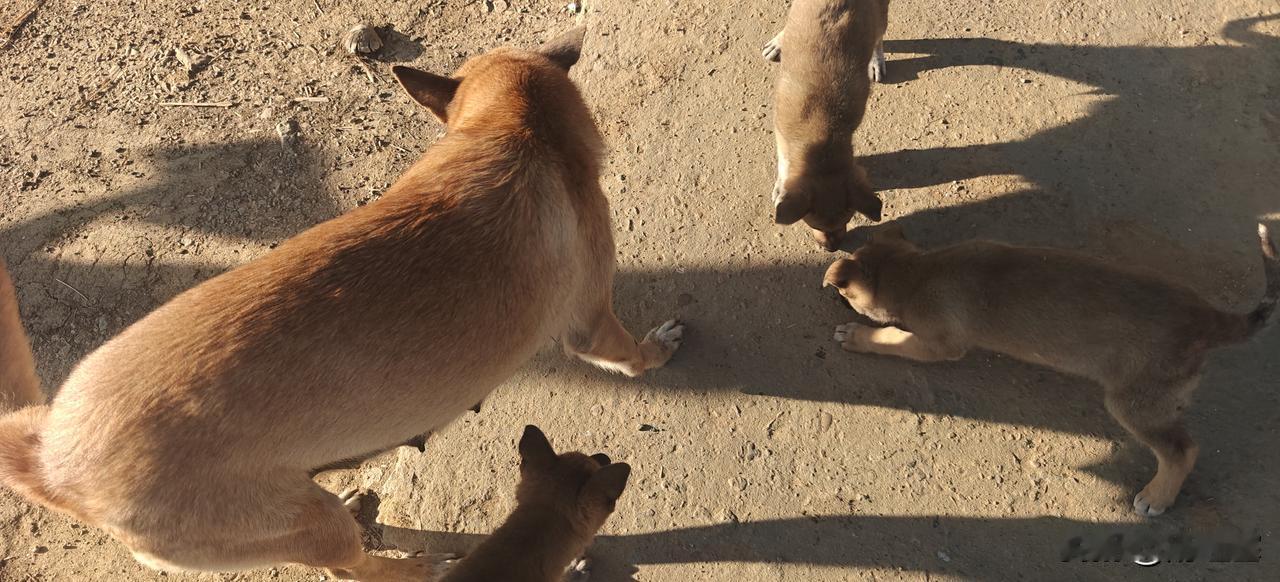 溪水边煮一碗热面，山风都带着香气呢。紫色小花垂着脑袋，野果红得像玛瑙，牛群慢悠悠