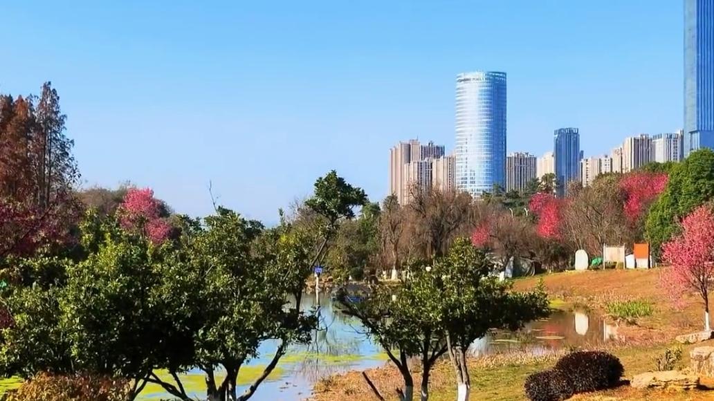 🔥呈贡中央公园！昆明人私藏的免费巨无霸绿肺。昆明呈贡藏着一座“城市绿肺”——中