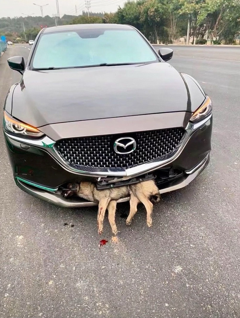 马自达：下次不要横穿马路了