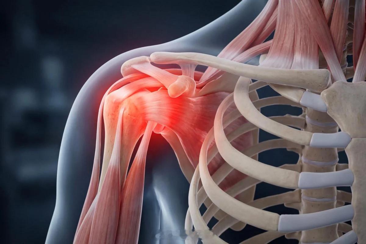 随年龄升高的蛋白质既“拖慢”肌肉修复，也可能是老年生存的关键UCLA的研究团