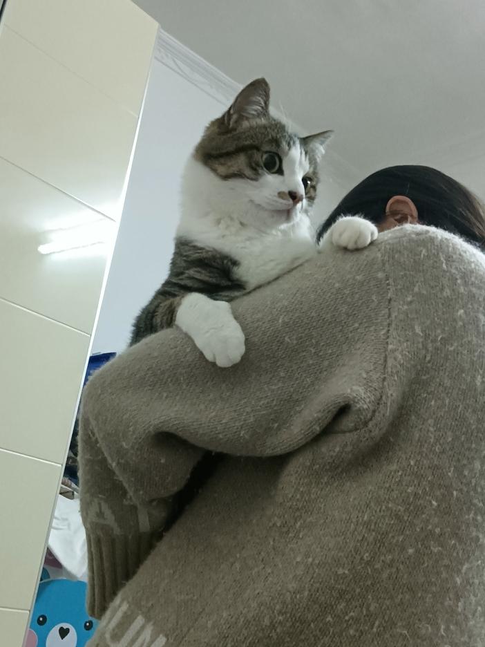 我家猫成精了，现在连抱都不让我抱了？刚才想抱抱我家主子，结果它直接用爪子