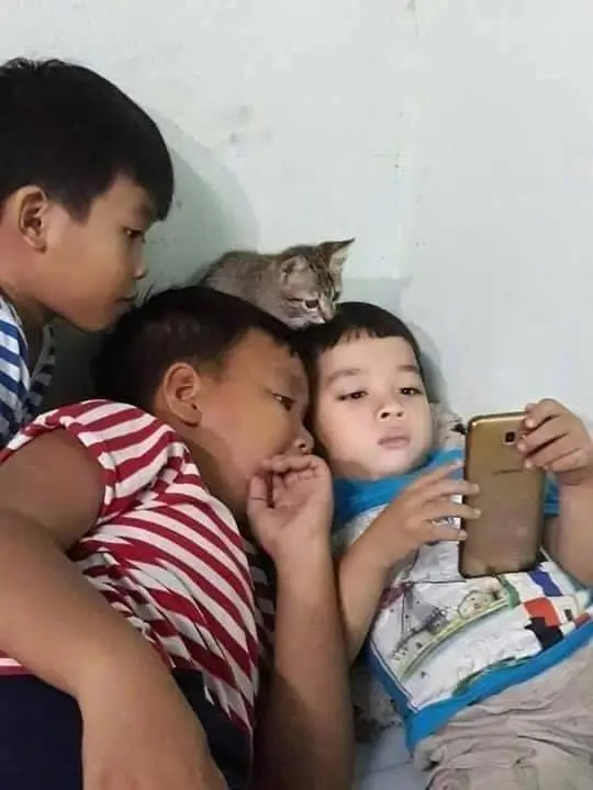 3个小男孩挤在一起看手机，中间还有一只猫充当一员，好认真.