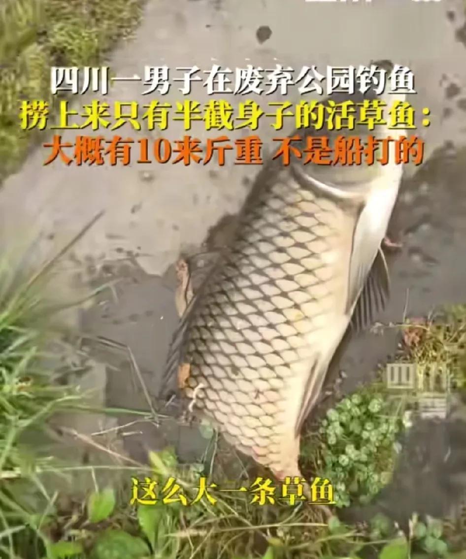 “这条鱼太惨了！”四川眉山，男子去废弃公园钓鱼，终于功夫不负有心人，钓了条10斤