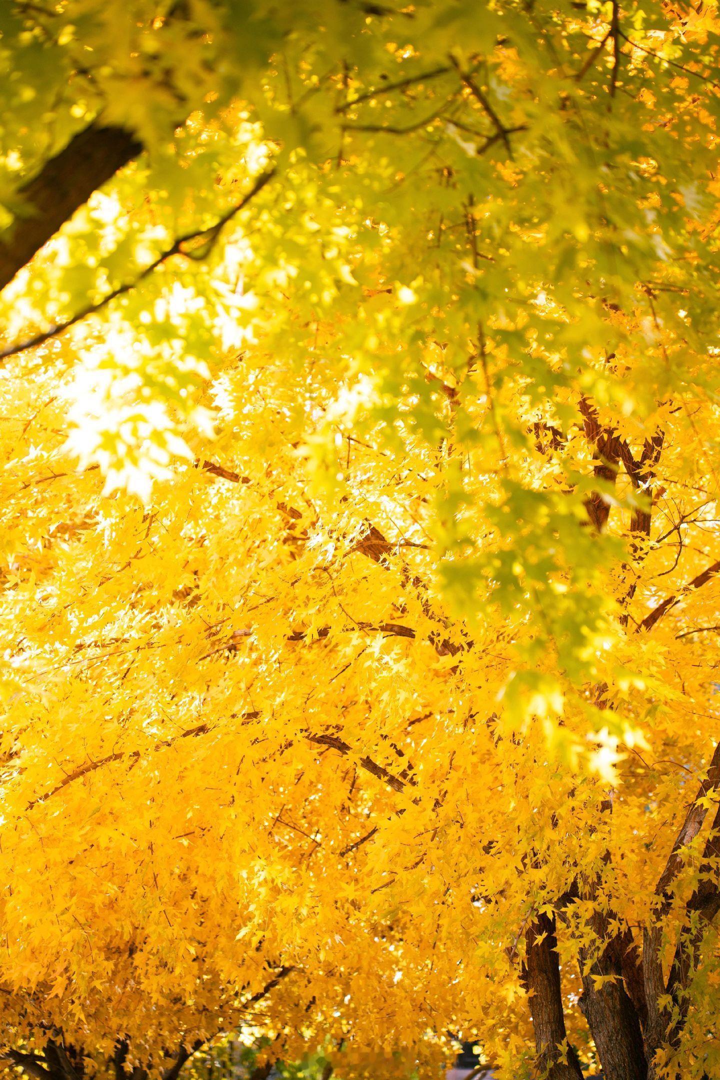 早上好小菌秋意渐远心未远，满心期待下一个秋！盼落叶纷飞时，与它共舞，定格这大自