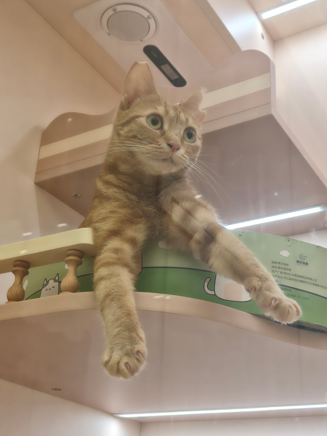 经过商场碰到的一个宠物店，里面都是领养的流浪猫，超级可爱亲人，店里的猫猫都可以免