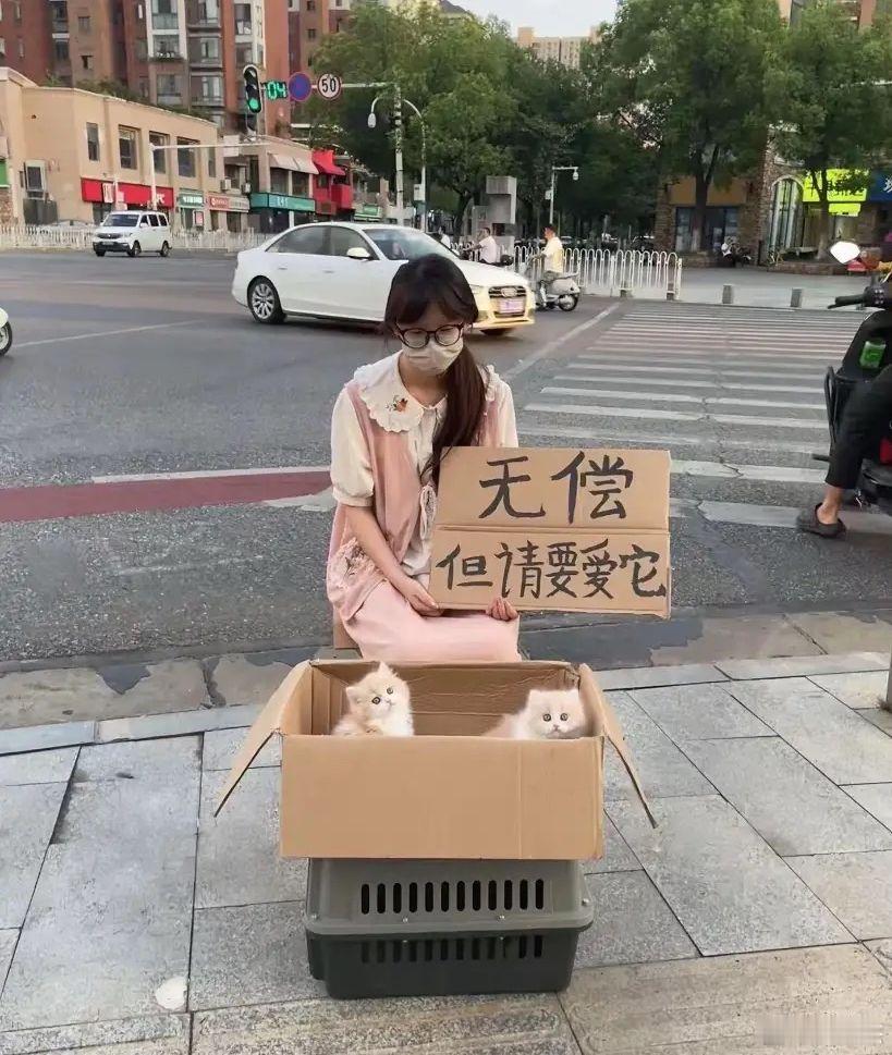 这么漂亮的猫咪免费的，竟然没人要，有什么圈套吗？​​​