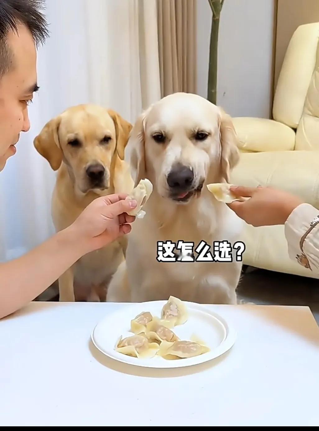 狗子的两难选择[捂脸哭]