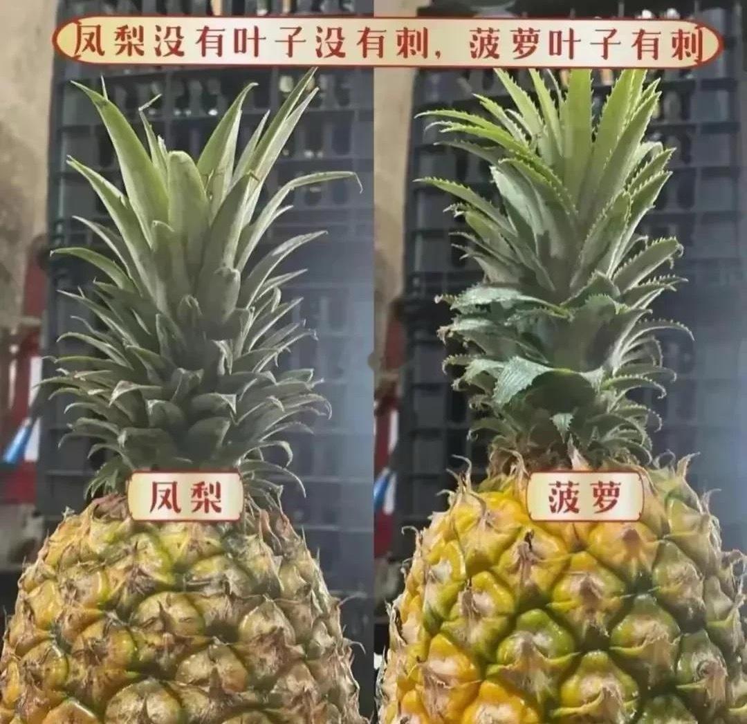 菠萝和凤梨的区别原来这么大