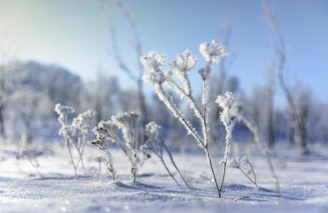 冬天古诗最好的10首: 日暮诗成天又雪, 与梅并作十分春