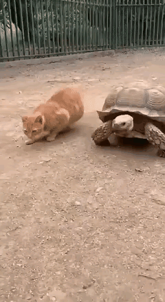 笑不活！橘猫偷学乌龟走路，动物界“模仿秀冠军”非它莫属谁懂啊！刷到个能笑出