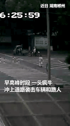 惊险！上人民日报了！疯牛失控冲向路人，民警果断驾车直接将疯牛撞倒，瞬间护