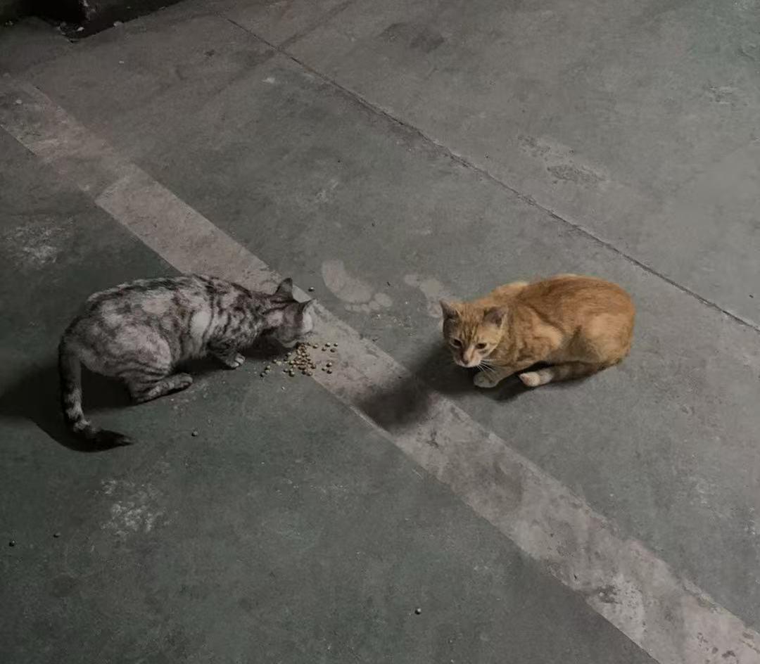 小区内两只小流浪猫和我感情可好了！一只我称呼它为“花花”，是只狸花猫。另一只我