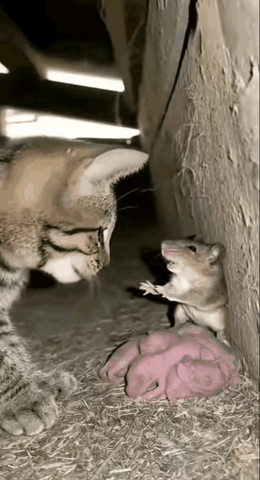 都不用回家吃饭了[doge]