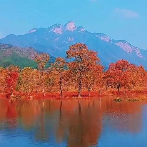 当红枫叶与夕阳的金色霞光相互交融时，它们仿佛在燃烧，仿佛在舞动。那炽烈的红，在夕
