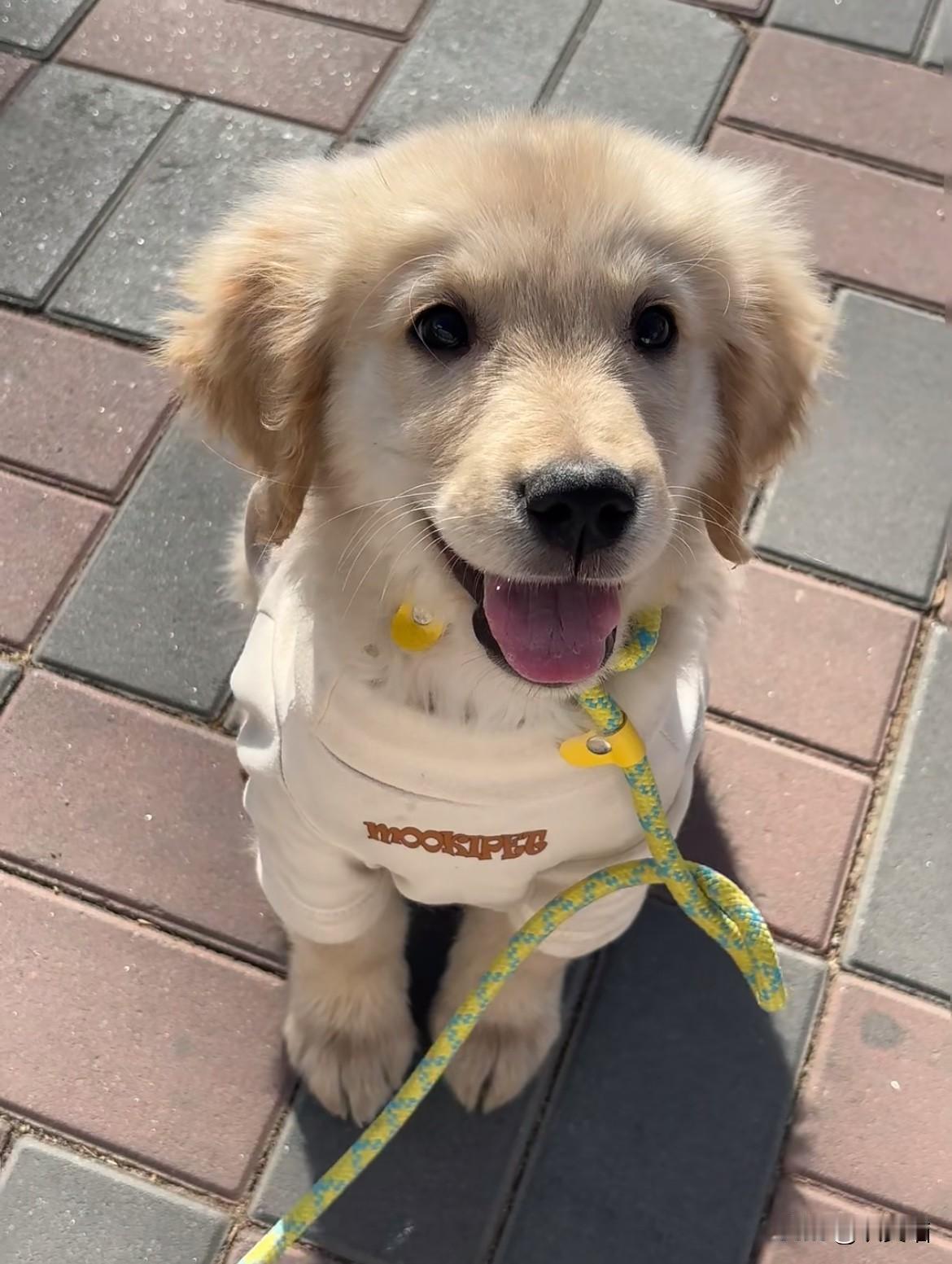 “毒狗案”二审会改判吗？多数人盼着重审，但我觉得大概率难，这案子的核心矛盾根