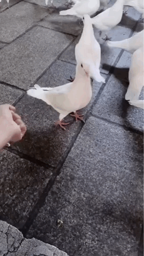 人在狂怒但又惹不起对方时，往往会对自己人下手