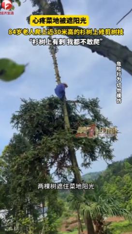 湖南凤凰，84岁大爷扛着柴刀上树30米高，站在一棵上修剪另一棵树的枝干——就为了