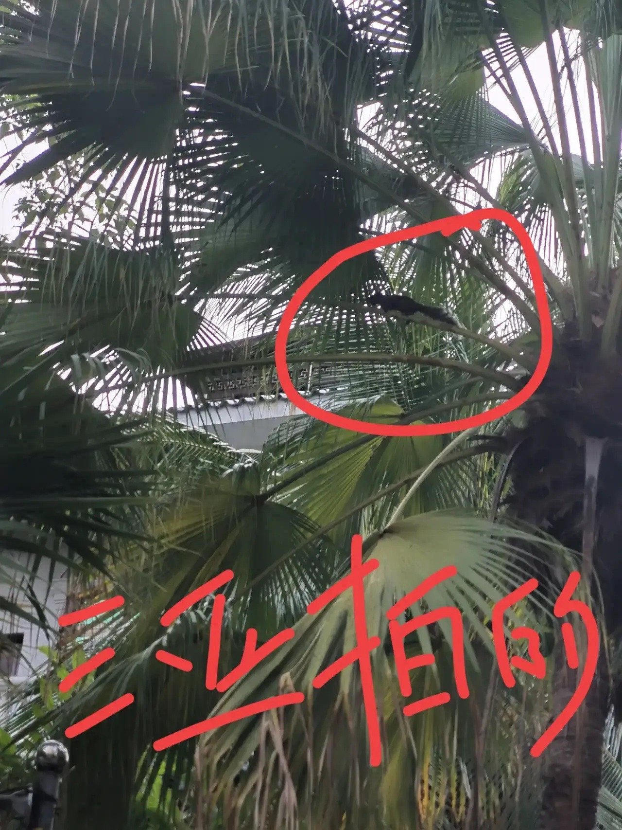 看到三亚被蛇咬女子我立马决定再也不去三亚了不是因为三亚的海不好，而是因为