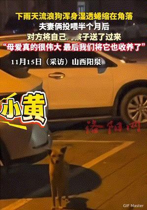 万物皆有灵性！山西，下雨天夫妻俩看到一只流浪狗浑身湿透蜷缩在店门口的一个角落时，