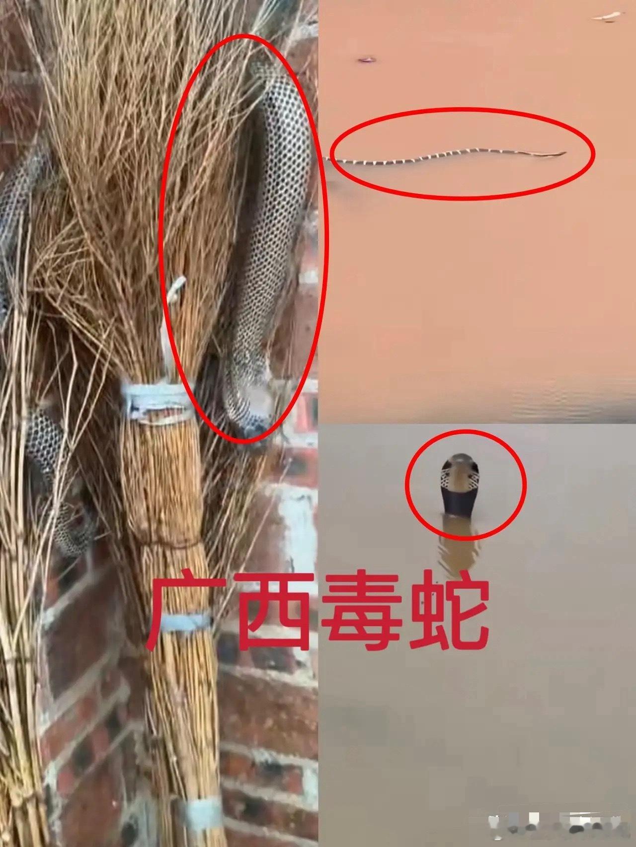 广西蛇场看到广西洪水冒出毒蛇，我问广西的朋友，为什么你们那边要养这么多毒蛇啊