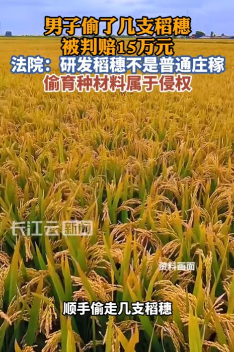 海南三亚，一男子看到有一片土地上的稻子长得不错，地块设有隔离网，于是偷偷摘了几株