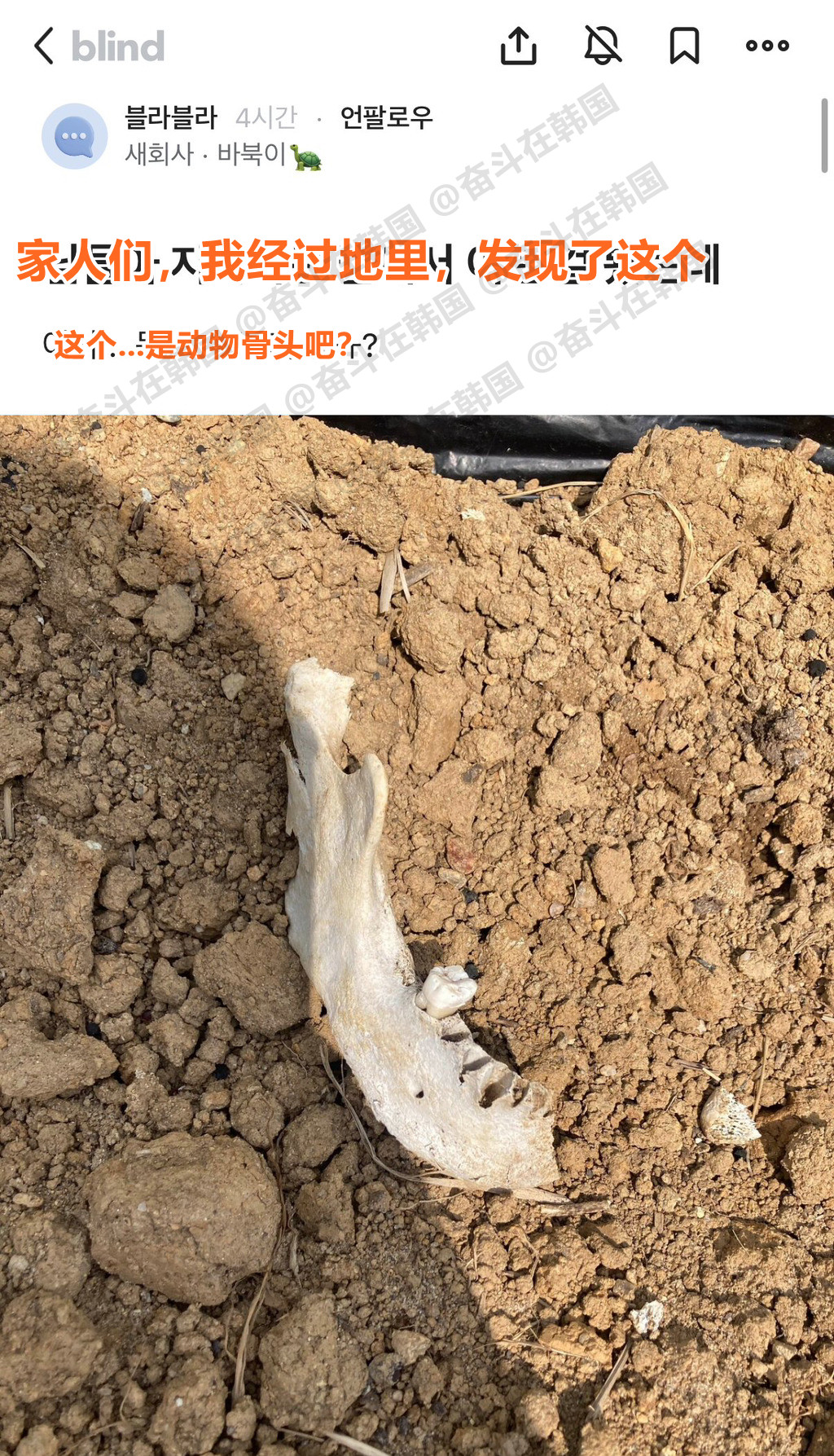 韩国网友在地里发现了奇怪的骨头，于是去职场网站发帖海外新鲜事热点现场啊，