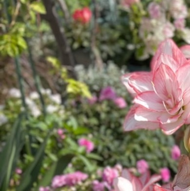 0000朱顶红种植1、种球处理：种植朱顶红前，需先清理种球，将干枯的外皮和干枯的