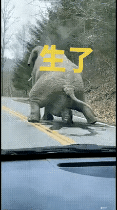 天呐，大象生崽像拉屎一样顺溜。公路上，一头大象正在产崽，只见它转了几圈后，两只