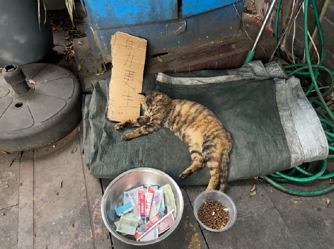 在成都流浪猫都能讨到钱