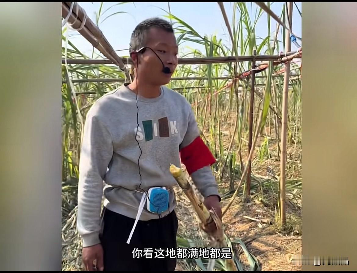 “果然偷来的比买的甜”，街头卖甘蔗无人问津，田里“偷甘蔗”火出圈，NPC带狗去追