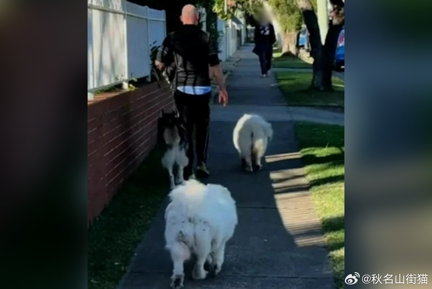 华裔女童被未拴绳大狗吓哭，家长提醒牵绳反遭辱骂：“滚回中国”引发澳洲华人关注海外