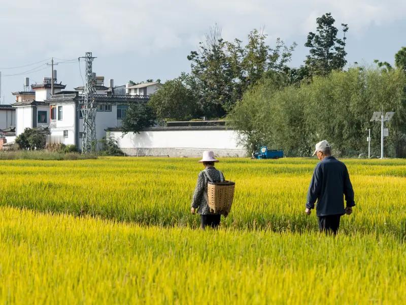 2026年刚开头，农民养老就有大福利！云南、安徽、贵州、辽宁上调农民养老金缴费上