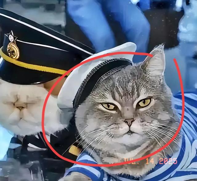 航母上为什么要养猫？是为了抓老鼠？那你就错了，现在航母上的猫可不是为了抓老鼠，而