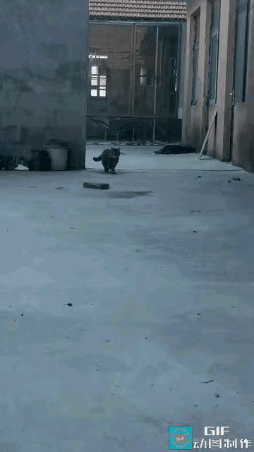 我家的狸花猫不是在打架，就是在去打架的路上。被小区居民称为“丧彪”或者小区平头哥