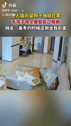 “成精了？”10月15日四川成都，女子国庆节出去玩，把自家宠物狗独留在家里，不料