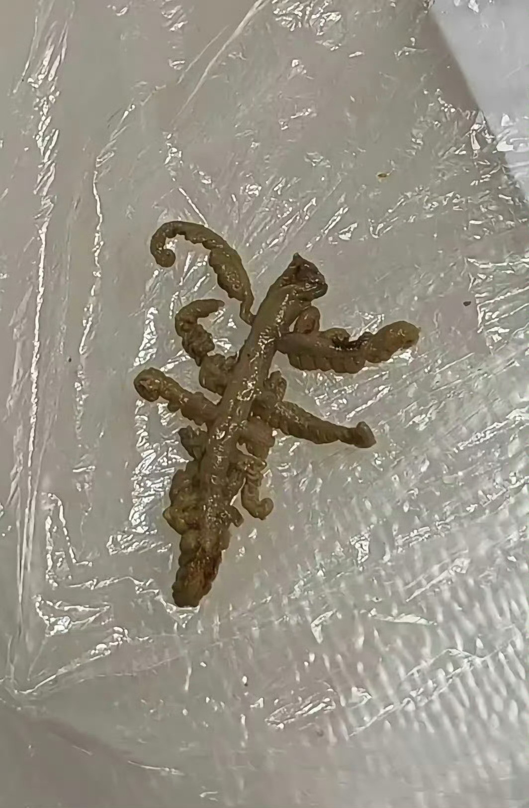 吃麻辣烫吃到的，人都麻了，有没有人知道这是什么？