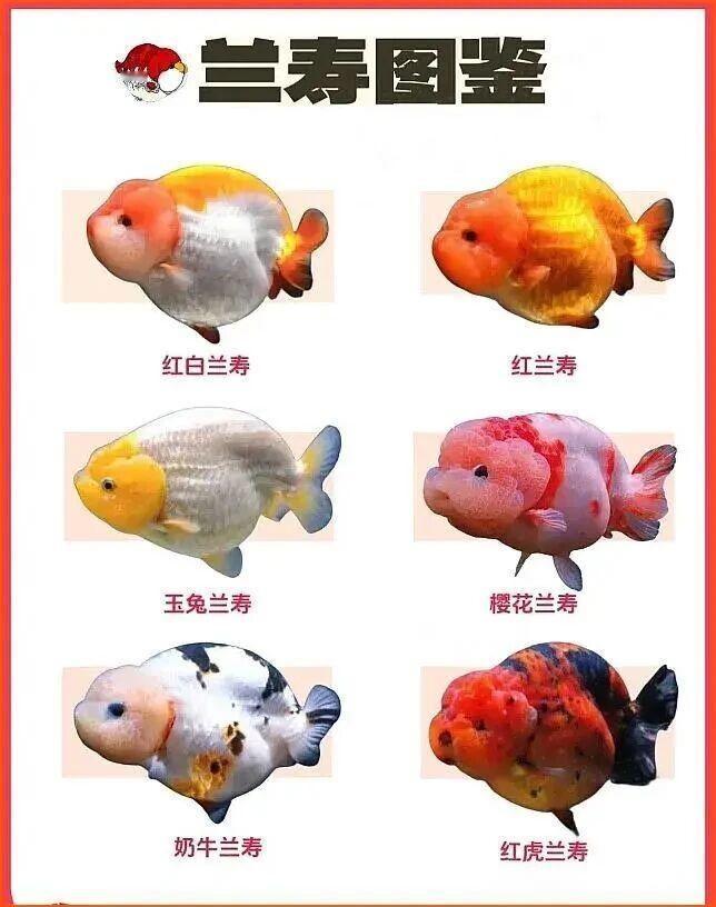 中国兰寿又称国寿，源自中国本土蛋种金鱼，是兰寿家族的经典品类。其核心特征为身材圆