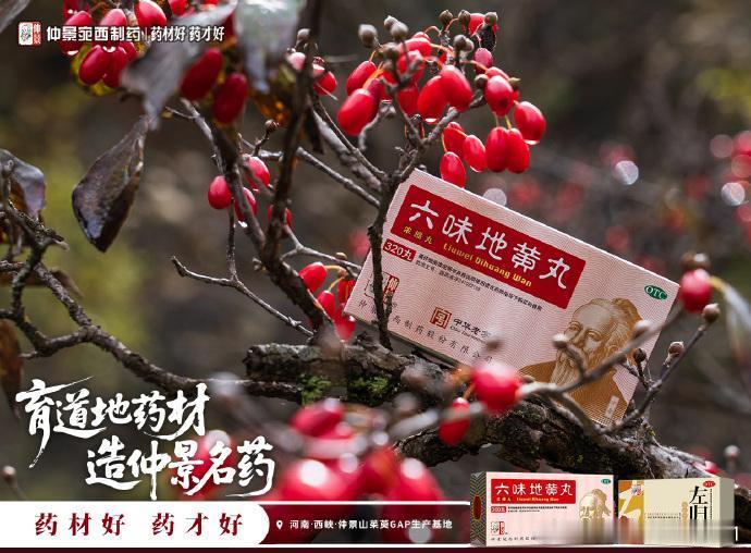 秋日午后走进仲景的山茱萸基地，仿佛闯入了被时光温柔以待的秘境🍂。熟透的果实如红