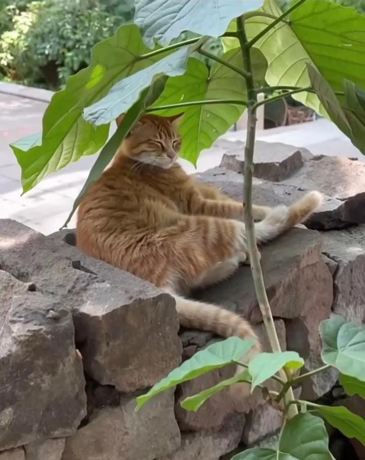 路旁的猫咪，太有福气了大胖橘，院子里的猫猫咪悠闲的生活。她怎么这么会找地方呀