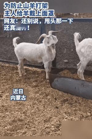 “绝了”！我前几年在内蒙帮亲戚养过半年羊，最头疼的就是羊群里那几只爱打架的刺