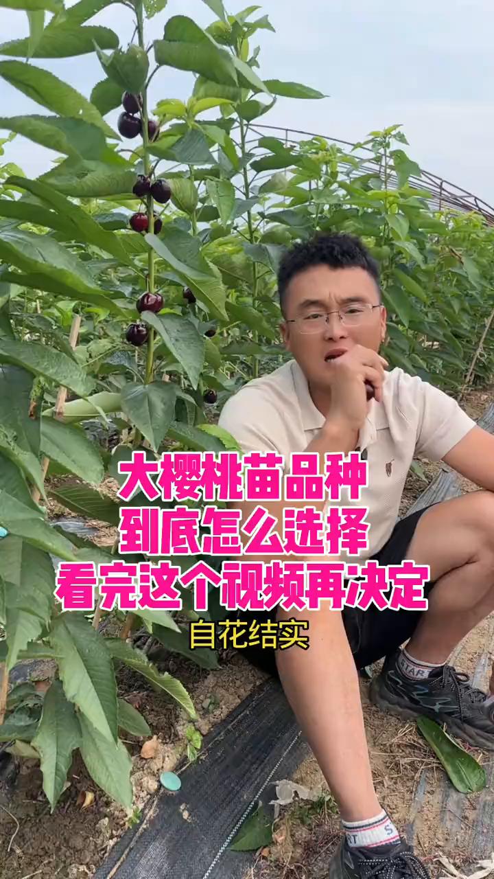 今年樱桃行情太差了，枣大果红灯才卖到一块多钱，便宜的才卖到四五毛钱。好玩点的梅枣