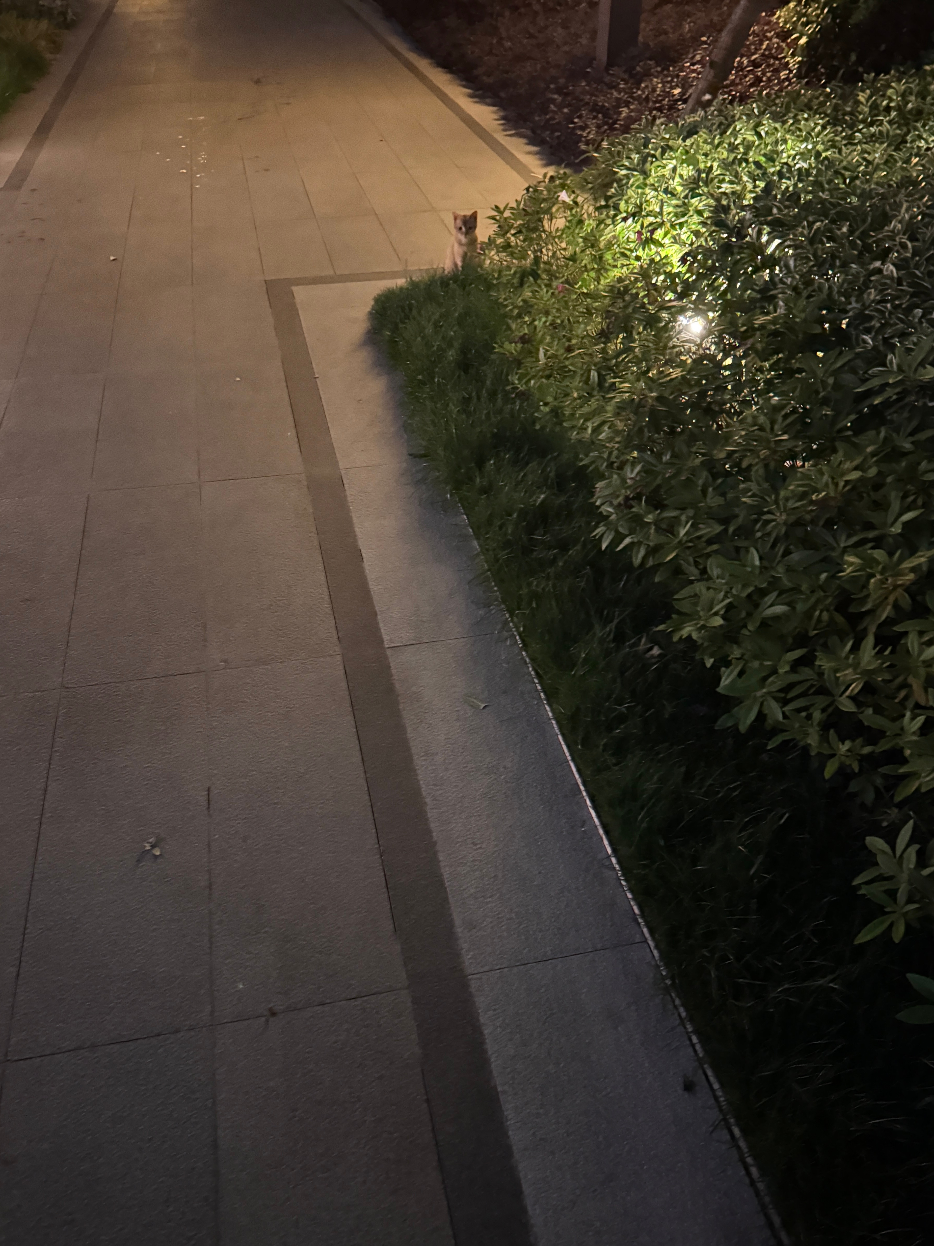 潜伏之小喵咪篇，三只猫条已下肚​​​