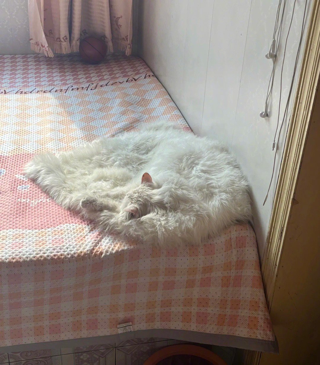 猫是一滩液体具像化了​​​