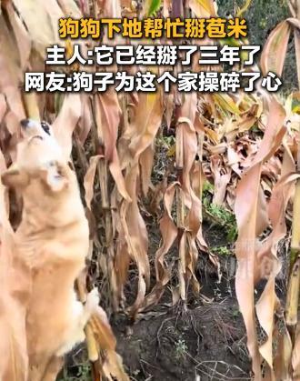 “不可思议！”黑龙江一女子和家人下地掰玉米，家养的狗狗也跟着来到玉米地，还没等主
