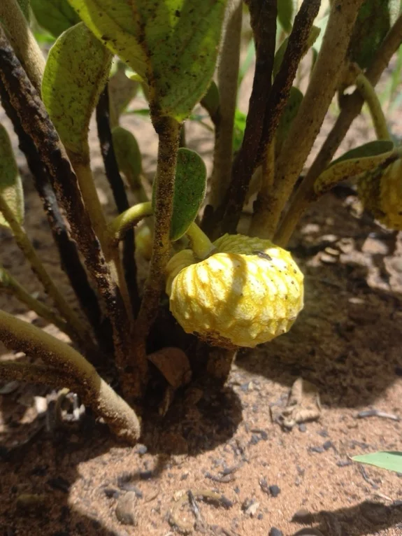 非洲稀有番荔枝Annona stenophylla